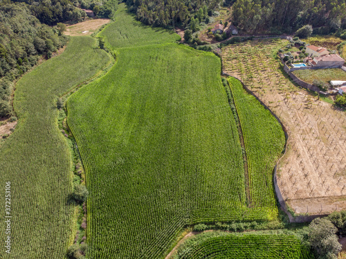 Aerial view of vineyards and green corn maize field in nth Leaf Stage  (Leaf Stages (Vn)). Corn agriculture in Rio Covo, Barcelos, Portugal. Green nature. Rural field on farm land in summer. photo