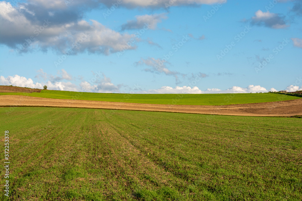 緑の畑作地帯と青空
