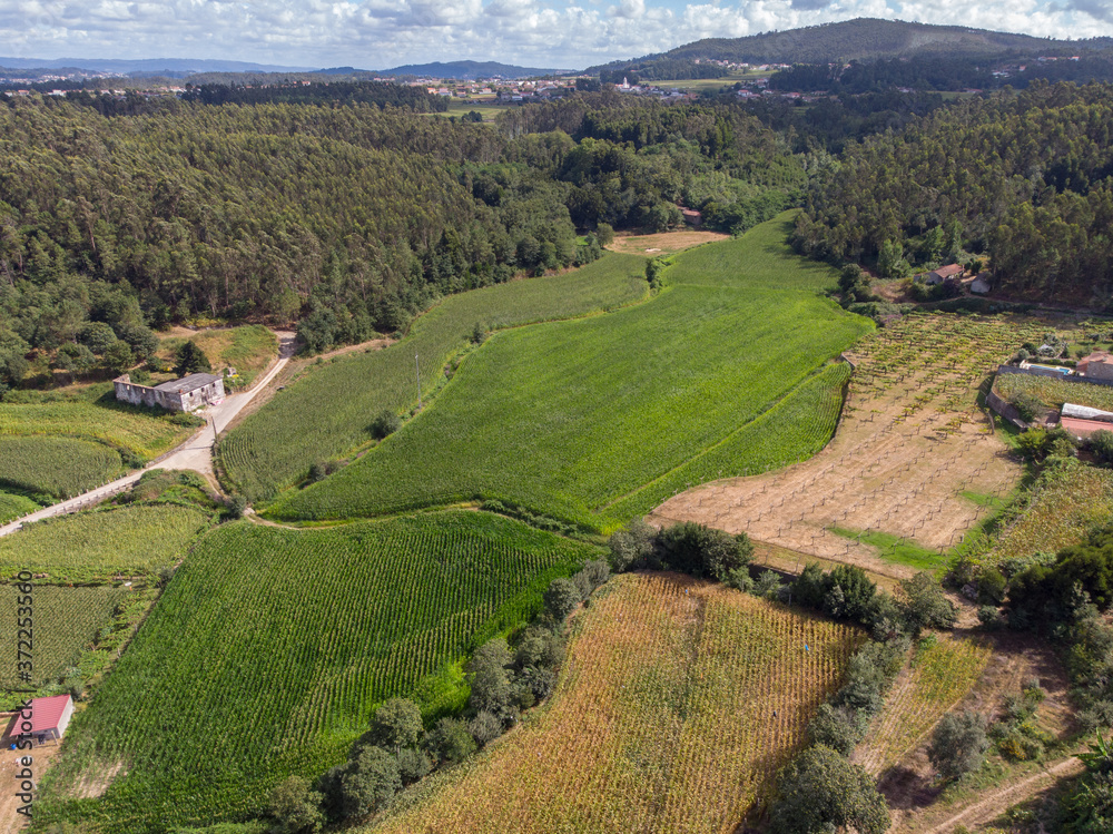 Aerial view of vineyards and green corn maize field in nth Leaf Stage  (Leaf Stages (Vn)). Corn agriculture in Rio Covo, Barcelos, Portugal. Green nature. Rural field on farm land in summer.