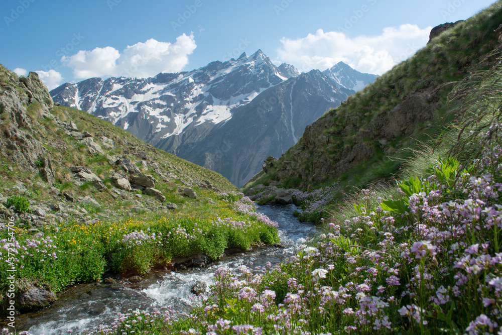 mountain stream surrounded by bright colors in Sunny weather against the background of snow covered mountains