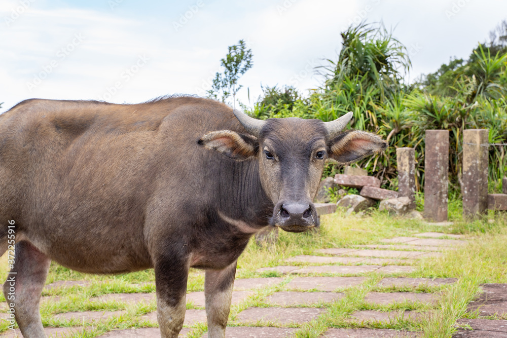 Beautiful Taiwan water buffalo walking on a stone stair steps in grassland, prairie in Taoyuan Valley, Caoling Mountain Trail over Mt. Wankengtou. Beautiful Taiwan water buffalo walking on a stone stair steps in grassland, prairie in Taoyuan Valley, Caoling Mountain Trail over Mt. Wankengtou.