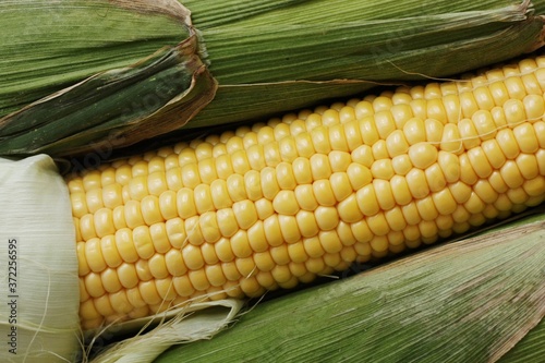 Fresh seasonal corn with leaves close up