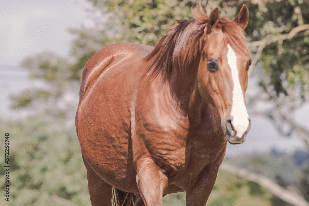 Fototapeta premium Égua Quarto de Milha