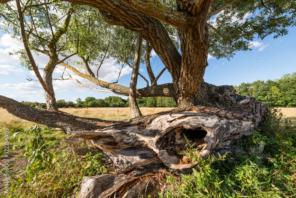 Formes tortueuses d'un vieux arbre couché dans un pré Formes tortueuses d'un vieux arbre couché dans un pré