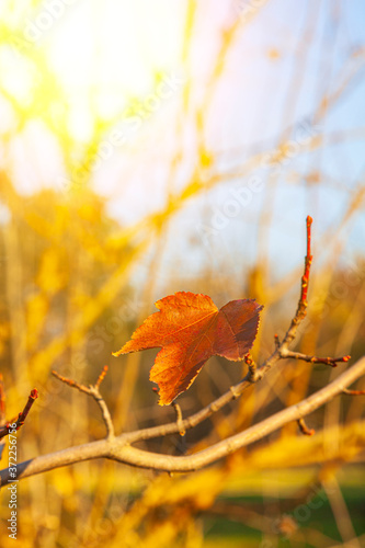 Bright yellow lmaple leaves in the sunlight. photo