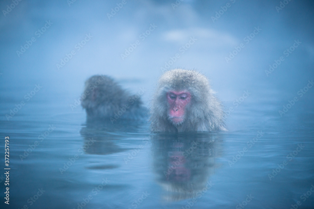 Naklejka premium 温泉に浸かるニホンザル 冬の地獄谷の猿