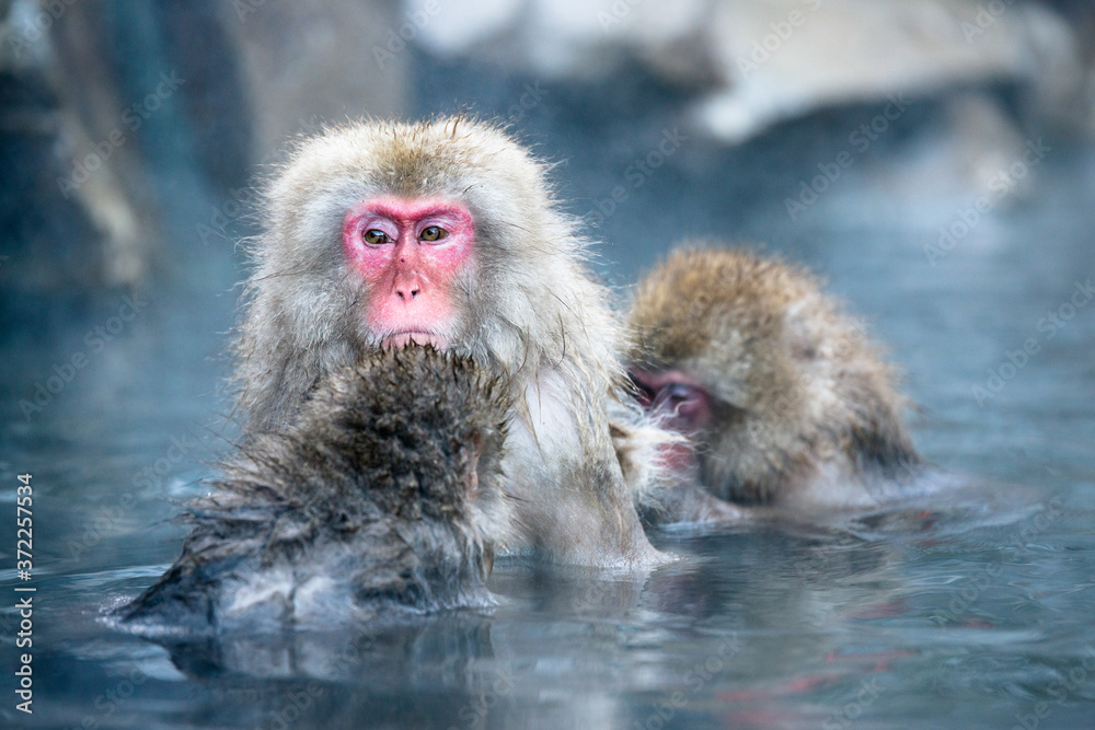Naklejka premium 温泉に浸かるニホンザル 冬の地獄谷の猿