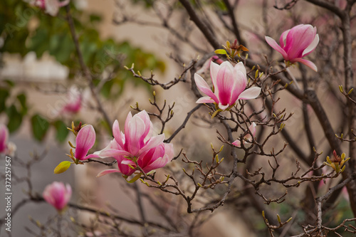 pink magnolia flowers in spring in monaco