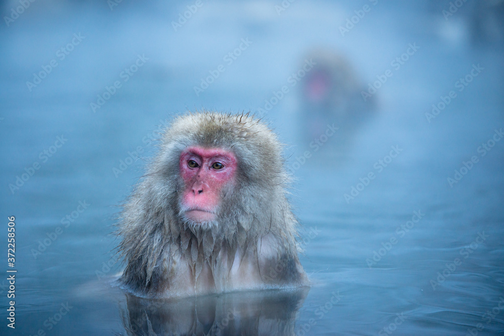 Naklejka premium 温泉に浸かるニホンザル 冬の地獄谷の猿
