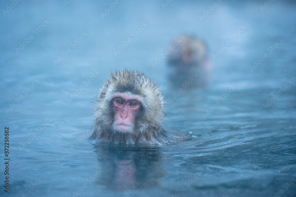 Fototapeta premium 温泉に浸かるニホンザル 冬の地獄谷の猿