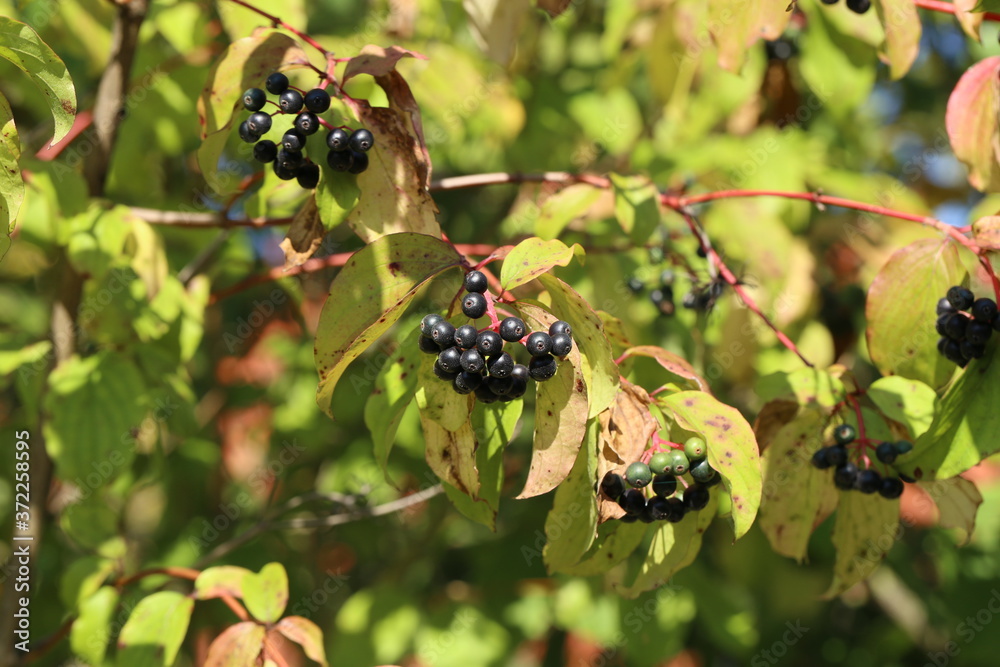 Black berries ripen on bushes in the forest Black berries ripen on bushes in the forest
