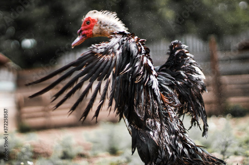 Slika na platnu Wet drake spread his wings to dry