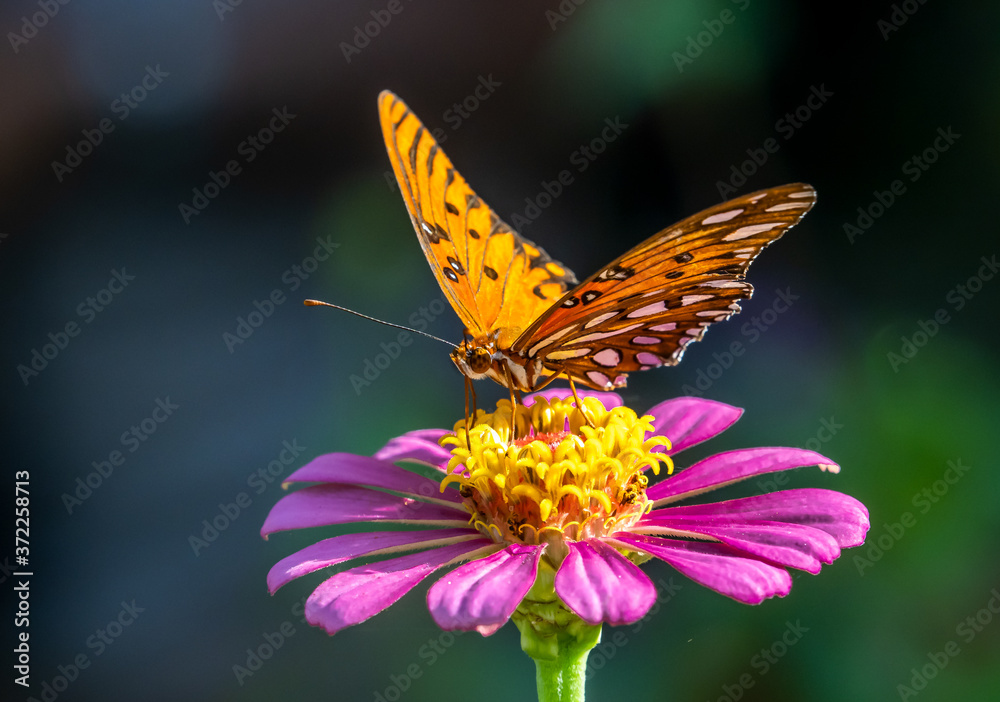 Close-up of a Gulf Fritillary butteryfly, Avgraulis vanillae nigrior, on a flower Close-up of a Gulf Fritillary butteryfly, Avgraulis vanillae nigrior, on a flower