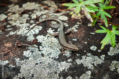 Small lizard on the stone