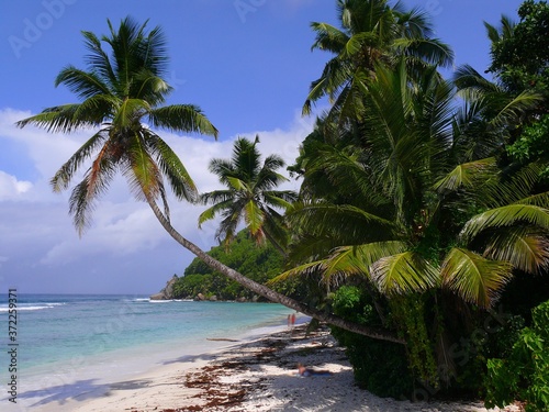 Fototapeta Naklejka Na Ścianę i Meble -  Seychelles, Indian Ocean, Mahe Island, west coast, Anse Baleine beach