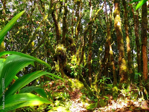 Seychelles, Indian Ocean, Mahe Island, hiking trail in the forest photo