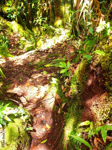 Seychelles  Indian Ocean  Mahe Island  hiking trail in the forest