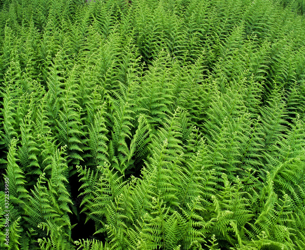 Green ferns filling the frame on the forest floor. Green ferns filling the frame on the forest floor.