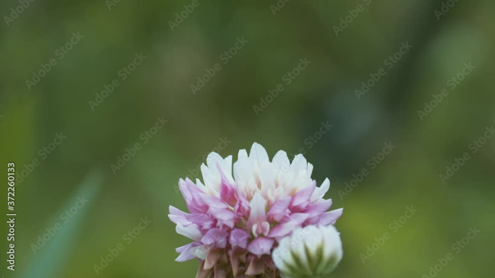 Close up of clover flower on the blurry grass background. Macro shooting, panorama. Seasonal scene. Natural background Close up of clover flower on the blurry grass background. Macro shooting, panorama. Seasonal scene. Natural background