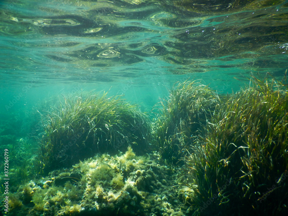 Obraz premium underwater life