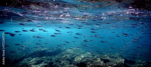 Obraz  z motywem Costa Rica pacific sea life