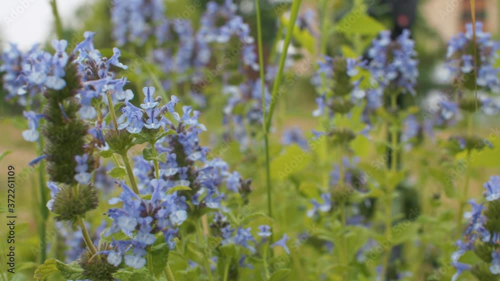Close up of the blue wildflowers swaying in the wind in summer on the lawn. Macro shooting. Seasonal scene. Natural background Close up of the blue wildflowers swaying in the wind in summer on the lawn. Macro shooting. Seasonal scene. Natural background