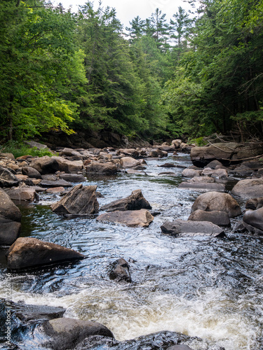 river in the forest