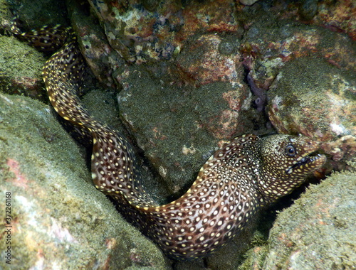 Costa Rica pacific sea life