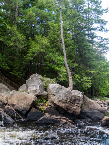 river in the woods