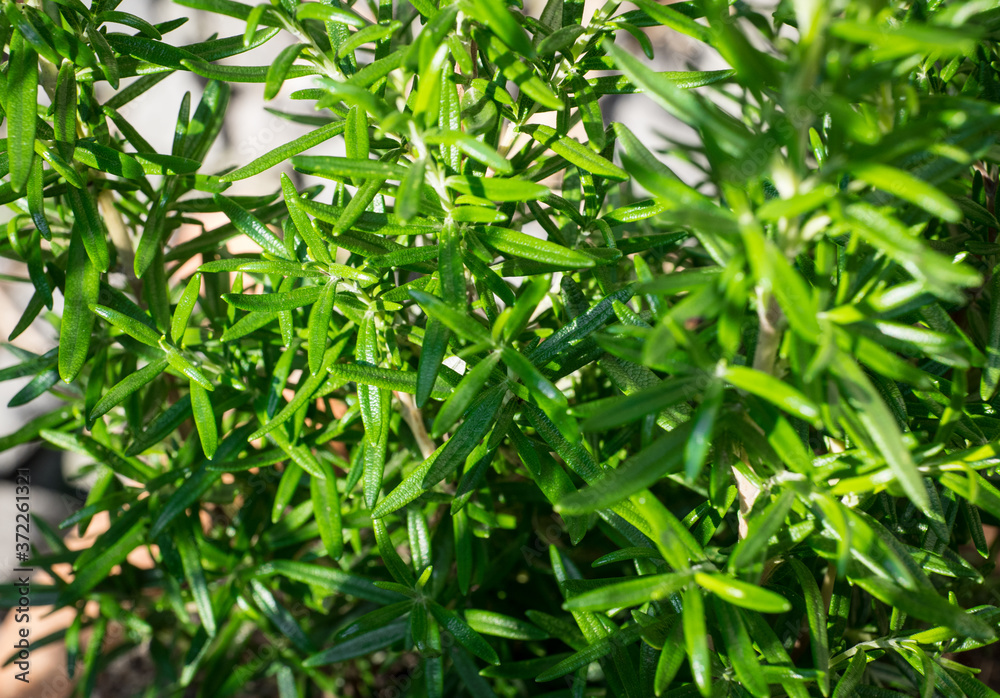 Rosmarinus officinalis in the garden