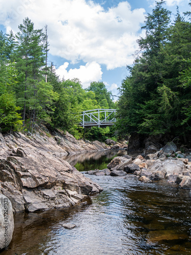 bridge in a forest