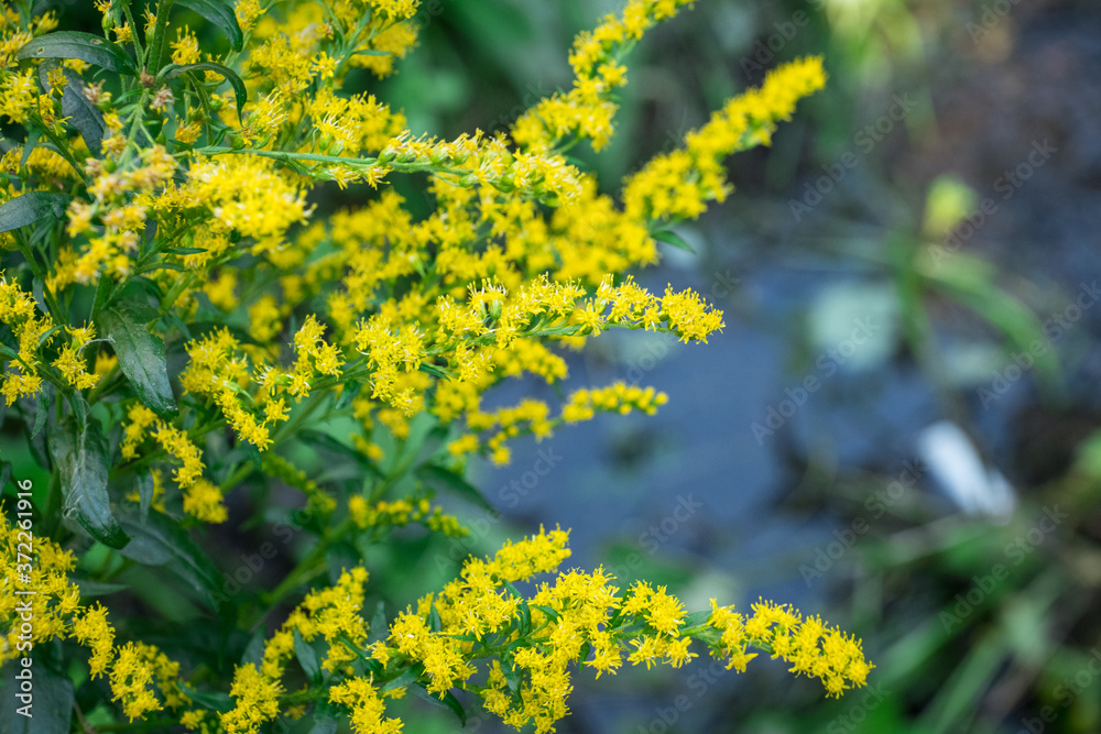 Obraz premium Solidago canadensis in the garden