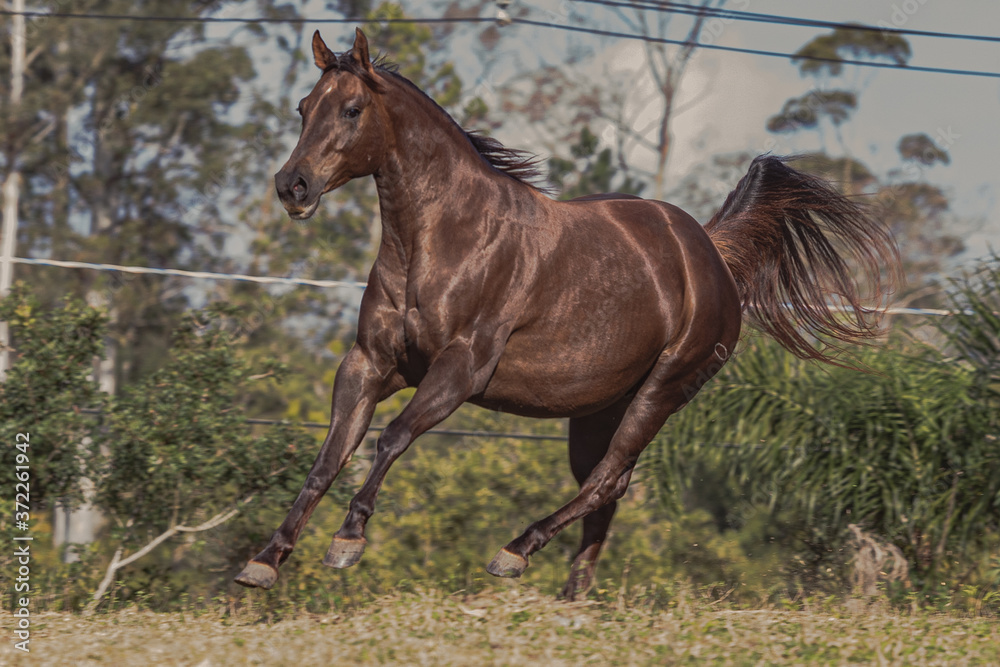 Fototapeta premium Klacz Quarter Horse