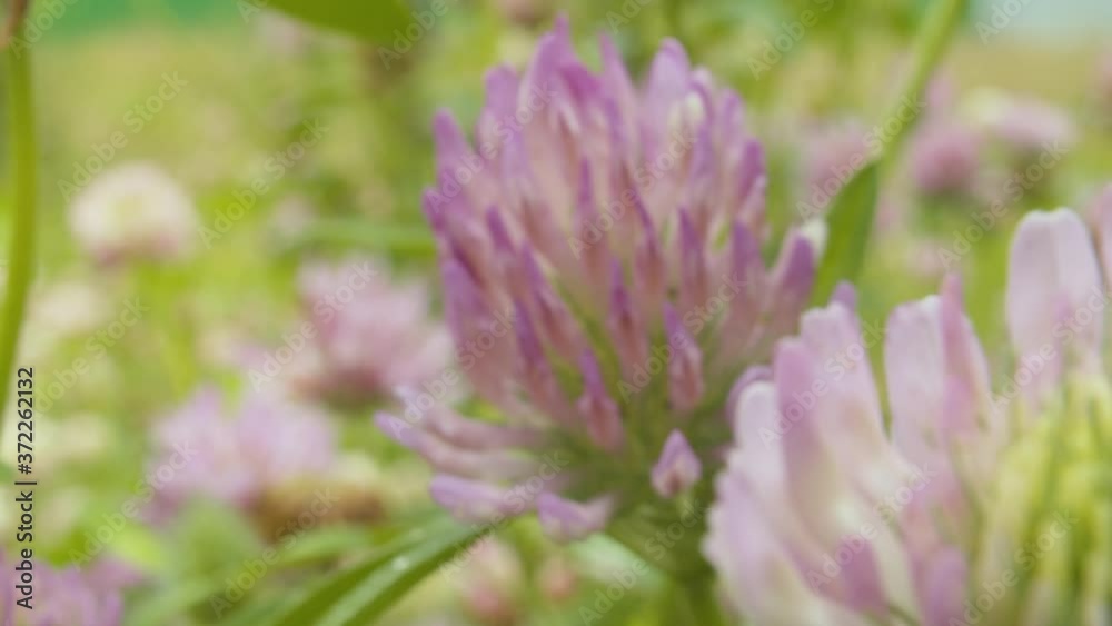 Close up of clovers flower at summer day on the meadow. Macro shooting, the camera moves among the flowers and focuses on one, then on the other. Natural background Close up of clovers flower at summer day on the meadow. Macro shooting, the camera moves among the flowers and focuses on one, then on the other. Natural background