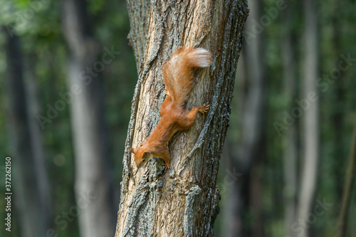 Red squirrel. Cute rodent. Animals in the city park. Wild life in the city. Feed the protein. Wildlife and environmental protection. Fluffy tail. Curious animal. Nimble and jumping squirrel. © Larysa