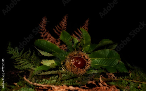Chestnuts in their urchins on a background of ferns