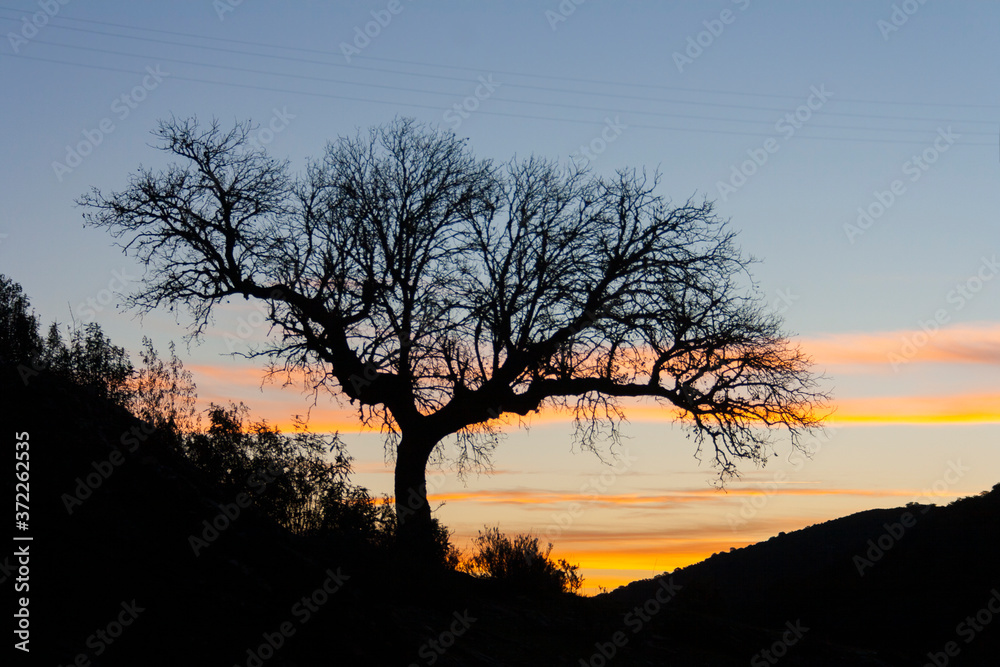 One guardian tree are watching the surrounding during the sunrise One guardian tree are watching the surrounding during the sunrise