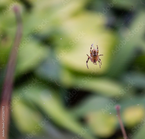 spider releases cobwebs, light green background