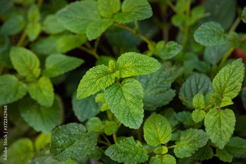 Blätter einer Zitronenmelisse im eigenen Gartenanbau Blätter einer Zitronenmelisse im eigenen Gartenanbau