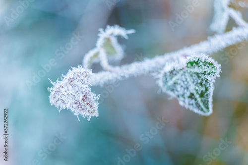 Frozen nature with leaves. Green background. High resolution photo. 