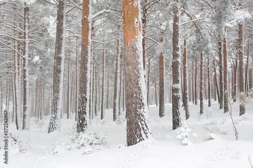 Snow covered pine trees in winter forest. Snowy tree trunks.