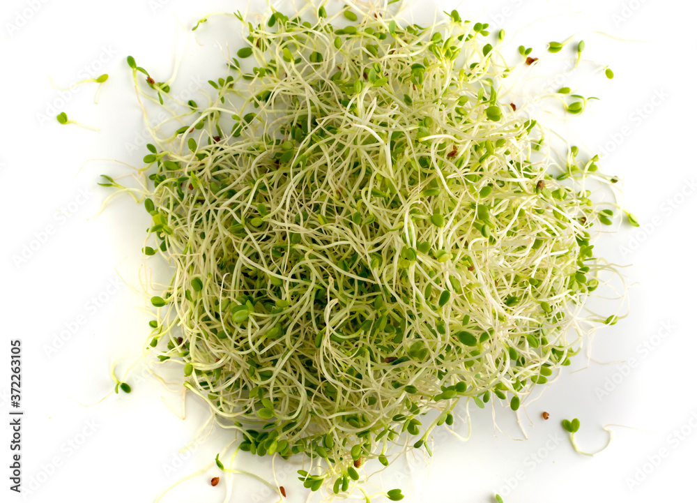 Red Clover Sprouts, Micro Green Healthy Eating Concept Red Clover Sprouts, Micro Green Healthy Eating Concept