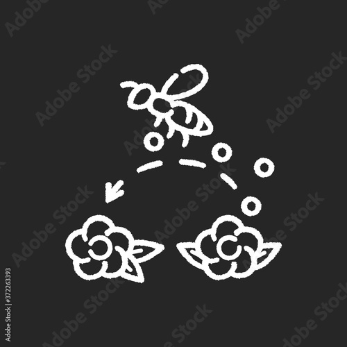 Pollination chalk white icon on black background. Working bee collecting nectar, carrying wildflower pollen. Beekeeping, botany. Honeybee pollinating flowers isolated vector chalkboard illustration