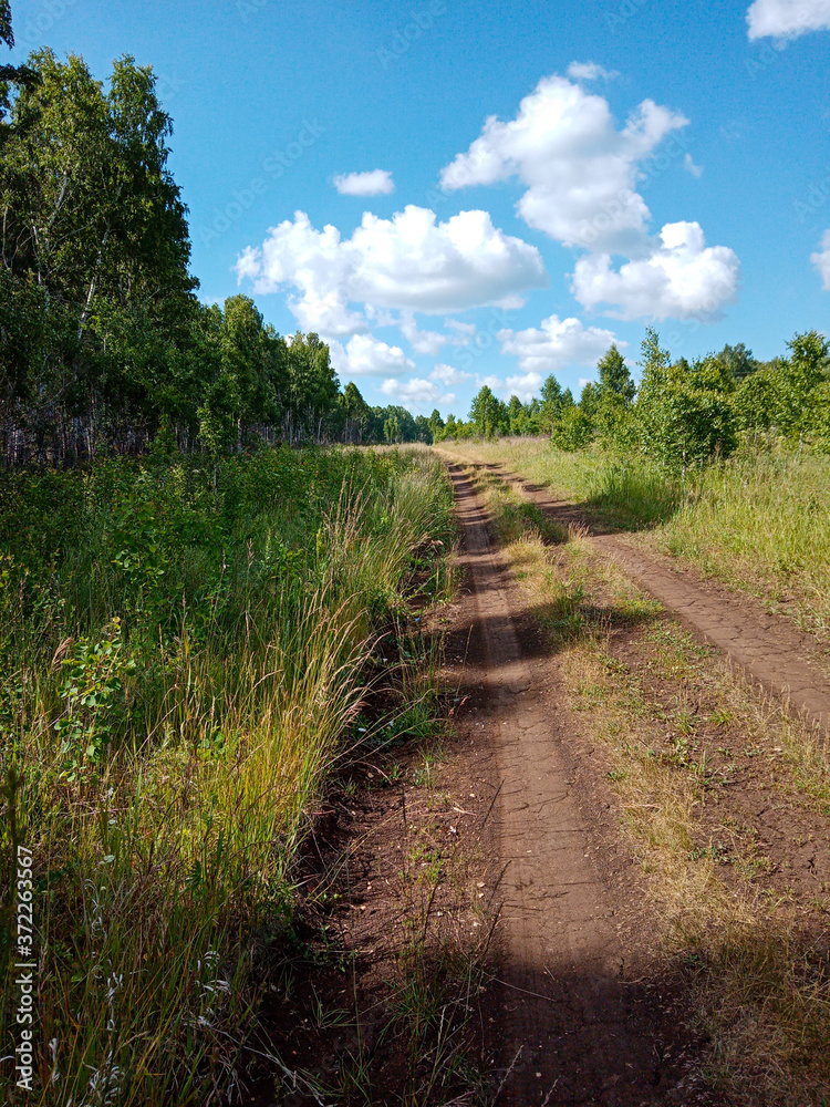 A field, suburban, forest road on the edge of the forest goes into the distance of the forest massif. A field, suburban, forest road on the edge of the forest goes into the distance of the forest massif.