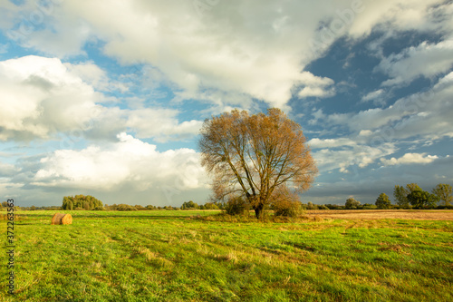 Large tree growing on a meadow, view on a sunny October day