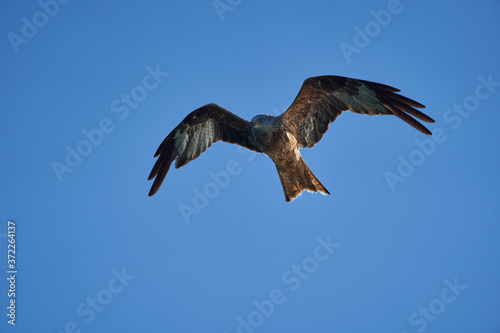 Red kite Portrait Milvus Milvus Fishing Lake photo