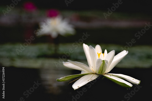 Fototapeta Naklejka Na Ścianę i Meble -  Nymphaea water flower aquatic white