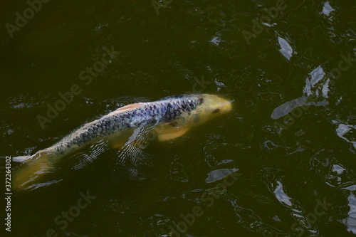 魚, 水, 海, 動物, 海, 水中の, 自然、鯉、