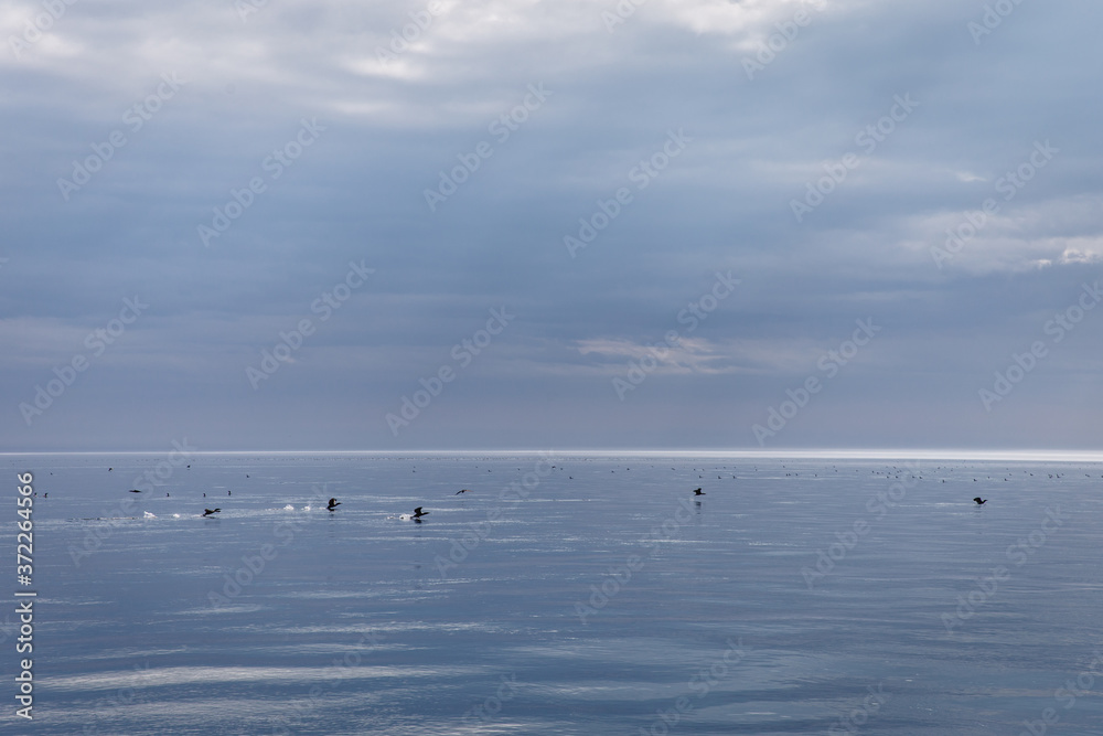 same tones of blue water and sky with birds flying on top same tones of blue water and sky with birds flying on top