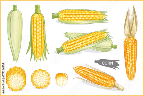 Set of yellow sweet corn in various style, vector format